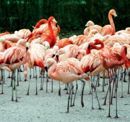 flamingi-informacje-i-ciekawostki
