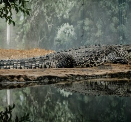 krokodyle-informacje-i-ciekawostki