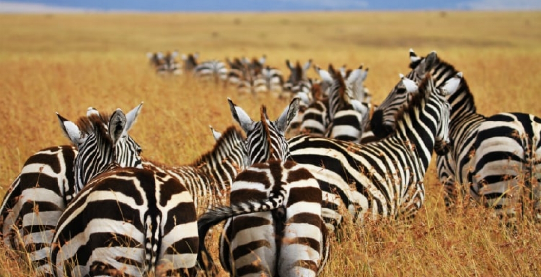 zebra-informacje-i-ciekawostki
