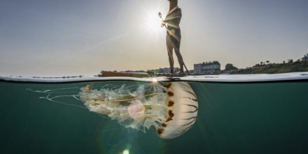 niesamowite-podwodne-ujecie-–-olbrzymia-meduza-i-deska-sup