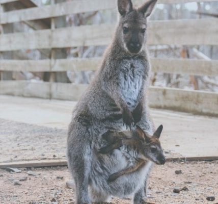 kangury-–-skoczni-mieszkancy-australii