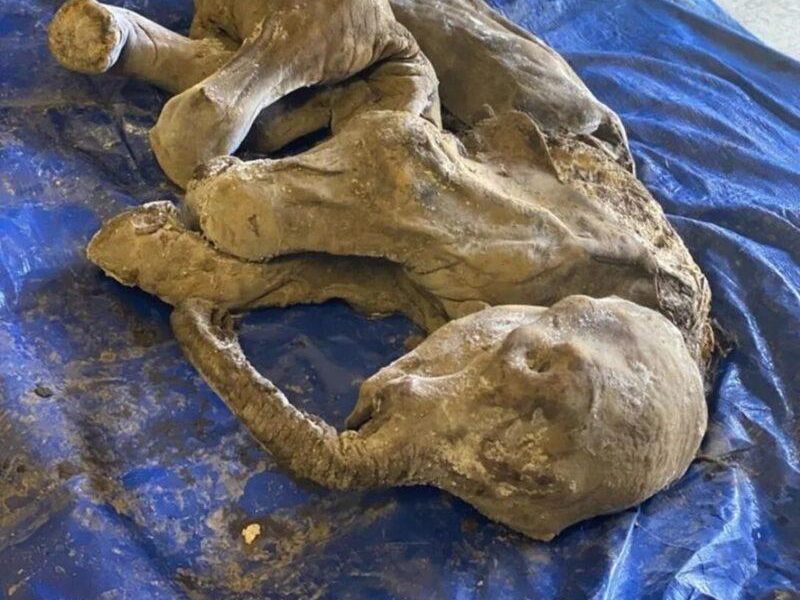 znaleziono-mumie-malego-mamuta.-spelnilo-sie-marzenie-paleontologow