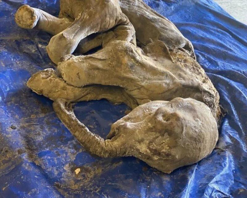 znaleziono-mumie-malego-mamuta.-spelnilo-sie-marzenie-paleontologow